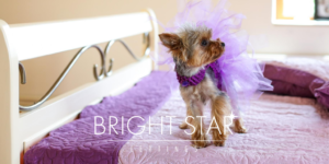 Pets in rental properties 