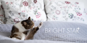 Pets in rental properties